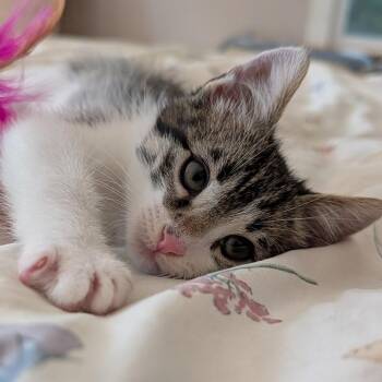 Paddington -  Domestic Short Hair Cat for Adoption in Long Beach, California - Paddington | PetCurious