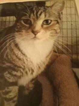 Shaney -  Domestic Short Hair Cat for Adoption in Mayfield, New York - Shaney | PetCurious