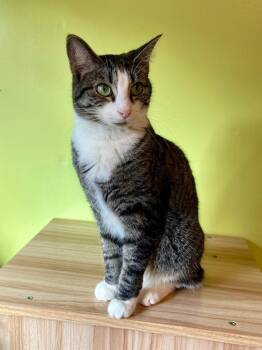 Domestic Short Hair Cats Available for Adoption - Janie | PetCurious