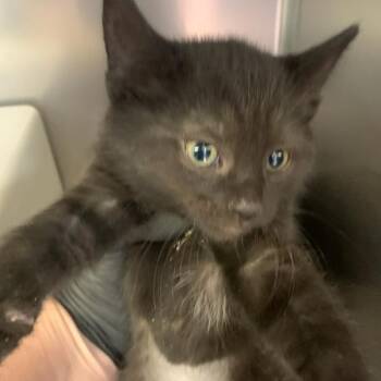 Silver Surfer -  Domestic Short Hair Cat Available for Adoption in Baltimore, Maryland - Silver Surfer | PetCurious