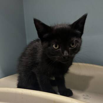 Domestic Short Hair Cats Available for Adoption in Chattanooga, Tennessee - Mango | PetCurious