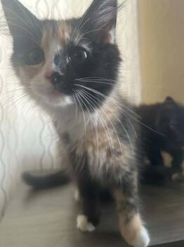 Cat-Erpillar -  Calico Cat for Adoption in New Bedford, Massachusetts - Cat-Erpillar | PetCurious