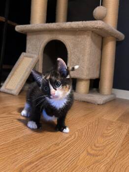 Rosalind -  Extra Toes Cat Hemingway Polydactyl Cat Available for Adoption in Clarksville, Tennessee - Rosalind | PetCurious