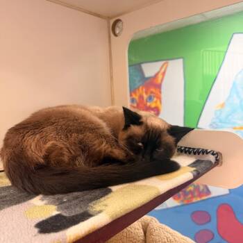 Baby Girl -  Domestic Short Hair Cat for Adoption in Cheyenne, Wyoming - Baby Girl | PetCurious