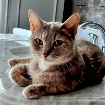 Rescue Domestic Short Hair Cats for Adoption in Maryville, Tennessee - Verbena | PetCurious