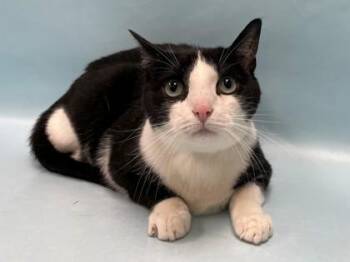 Penguin -  Domestic Short Hair Cat for Adoption in Minneapolis, Minnesota - Penguin | PetCurious