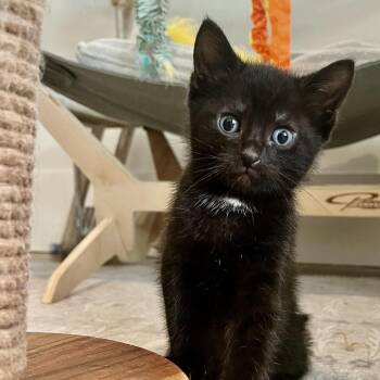 Domestic Short Hair Cats Available for Adoption in Duck River, Tennessee - Nigel | PetCurious