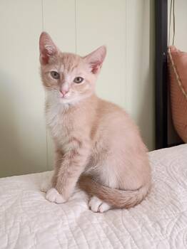 Rescue Domestic Short Hair Cats for Adoption in Mansfield, Connecticut - Holland Butterball | PetCurious