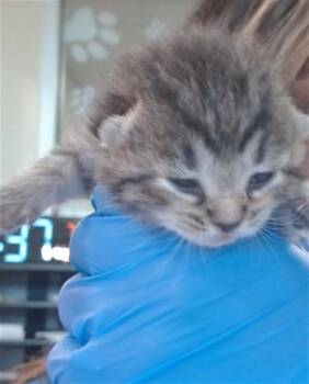 PEONY -  Domestic Short Hair Cat for Adoption in Louisville, Kentucky - PEONY | PetCurious