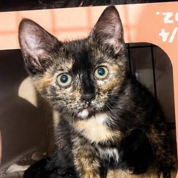 Quartz -  Domestic Short Hair Cat for Adoption in Long Beach, California - Quartz | PetCurious