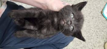 Firethorn -  American Shorthair Cat for Adoption in Van Wert, Ohio - Firethorn | PetCurious