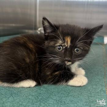 Domestic Short Hair Cats Available for Adoption in Washington, District Of Columbia - Spice | PetCurious