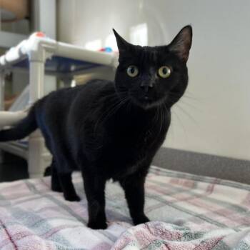Domestic Short Hair and Bombay Cats Available for Adoption in Chesapeake, Virginia - Rita FKA Senorita | PetCurious