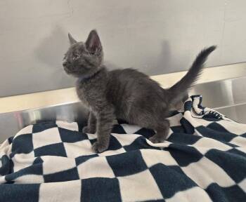 Beckham -  Domestic Short Hair Cat for Adoption in Dickson, Tennessee - Beckham | PetCurious