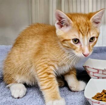 Rescue Domestic Medium Hair Cats for Adoption in St. Louis, Missouri - JONESY | PetCurious