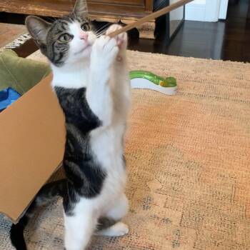 Rescue Tabby and Domestic Short Hair Cats for Adoption in New York, New York - MAY - Cuddle Connoisseur | PetCurious