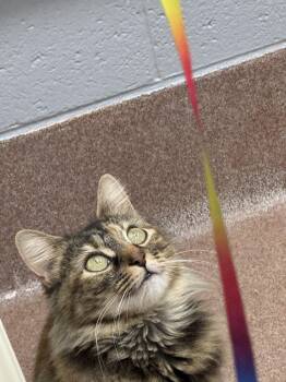Domestic Long Hair Cats Available for Adoption in Maidens, Virginia - Nimrodel | PetCurious