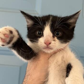 Rhubarb -  Domestic Short Hair Cat for Adoption in Denver, Colorado - Rhubarb | PetCurious