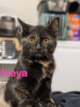 Freya -  Domestic Short Hair Cat for Adoption in Cowlesville, New York - Freya | PetCurious