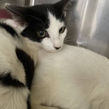 Rescue Domestic Short Hair Cats for Adoption in Lakeland, Florida - Maleficent | PetCurious