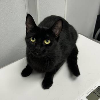 Nugent -  Domestic Short Hair Cat for Adoption in Abilene, Texas - Nugent | PetCurious