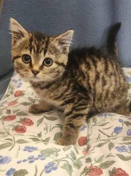 Swat -  Domestic Short Hair Cat for Adoption in Evansville, Indiana - Swat | PetCurious
