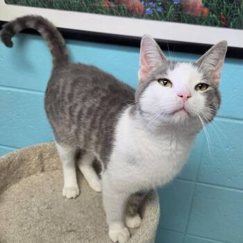 Flint -  Domestic Short Hair Cat for Adoption in Chilton, Wisconsin - Flint | PetCurious