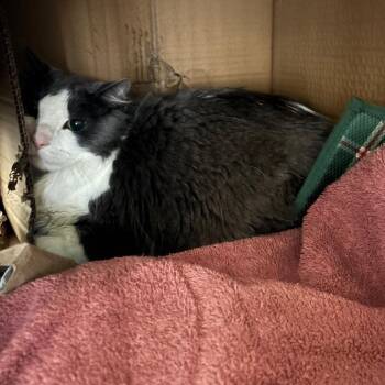 Finn -  Domestic Medium Hair Cat for Adoption in Dover, New Hampshire - Finn | PetCurious