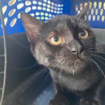 Count Chocula -  American Shorthair Cat for Adoption in Freeport, Florida - Count Chocula | PetCurious