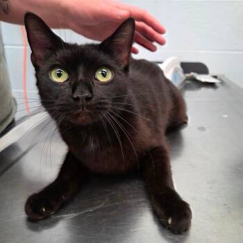 Jacqueline -  Domestic Short Hair Cat for Adoption in Parkersburg, West Virginia - Jacqueline | PetCurious