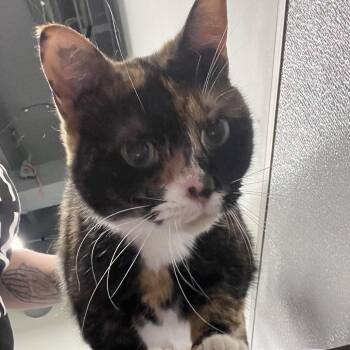 Domestic Short Hair Cats Available for Adoption in Tampa, Florida - Harlequin | PetCurious