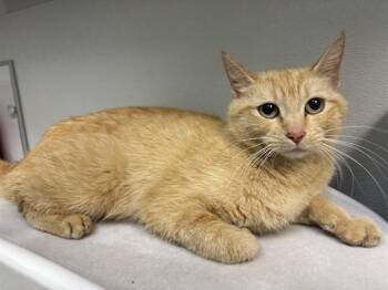 Domestic Short Hair Cats Available for Adoption in Antioch, California - CEDAR | PetCurious