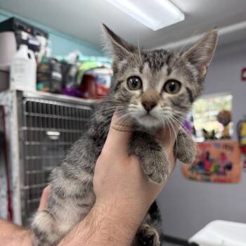 Fireworks -  Domestic Short Hair Cat for Adoption in Port Charlotte, Florida - Fireworks | PetCurious