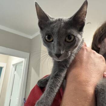 Microwave Willis -  Domestic Short Hair Cat for Adoption in Tallahassee, Florida - Microwave Willis | PetCurious