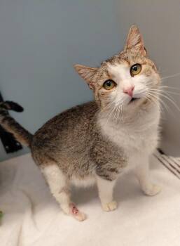 Clover -  Domestic Short Hair Cat for Adoption in Stanley, Virginia - Clover | PetCurious