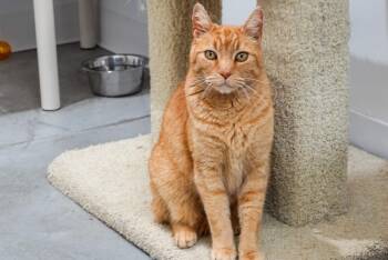 Domestic Short Hair Cats Available for Adoption in Boise, Idaho - Barcelona | PetCurious