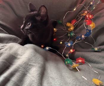 Calvin -  Domestic Short Hair Cat for Adoption in Buffalo, New York - Calvin | PetCurious