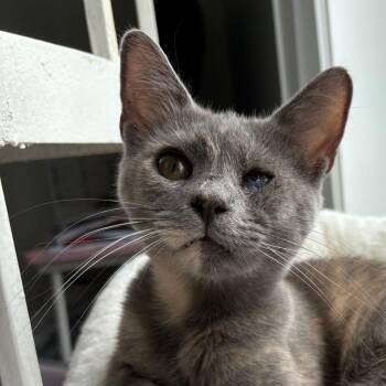 Domestic Short Hair Cats Available for Adoption - Mouse | PetCurious