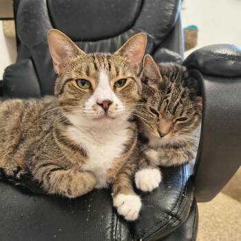 William / James -  Domestic Short Hair Cat for Adoption in Maryville, Tennessee - William / James | PetCurious
