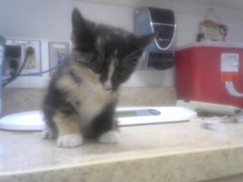 Domestic Short Hair Cats Available for Adoption in Albuquerque, New Mexico - EMBER | PetCurious