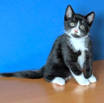 Panda -  Tuxedo Cat for Adoption in Hamilton, Ontario - Panda | PetCurious