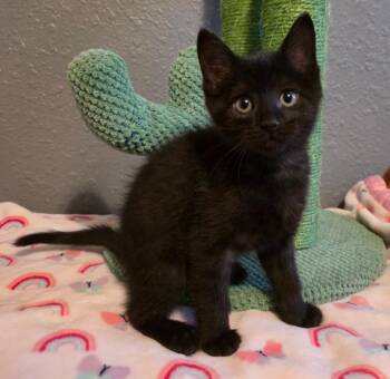4/19/26 Dragon -  Domestic Short Hair Cat for Adoption in Stillwater, Oklahoma - 4/19/26 Dragon | PetCurious