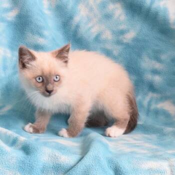 Siamese Cats Available for Adoption in Eureka, California - Lobelia (52713) | PetCurious