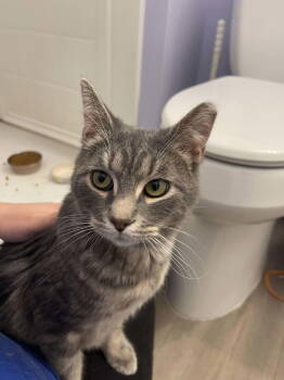 Rescue Domestic Short Hair Cats for Adoption in Winslow Township, New Jersey - Silver | PetCurious