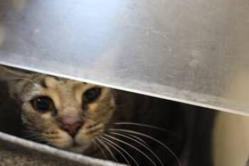 Rescue Domestic Short Hair Cats for Adoption in Weatherford, Texas - Erica | PetCurious