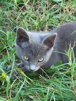 Rescue Domestic Short Hair Cats for Adoption in Okmulgee, Oklahoma - Olive | PetCurious