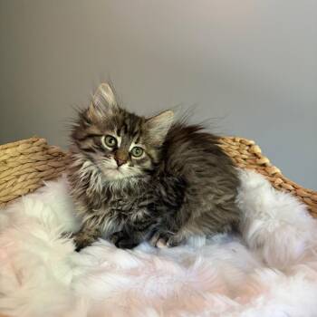 Kourtney Kardashian -  Domestic Long Hair Cat for Adoption in Bloomington, Illinois - Kourtney Kardashian | PetCurious