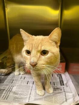 Guy Fieri -  Domestic Short Hair Cat for Adoption in Jackson, Tennessee - Guy Fieri | PetCurious