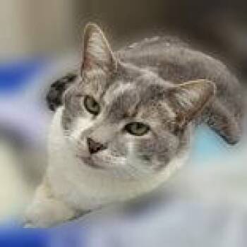 Everest -  Domestic Short Hair Cat for Adoption in Portsmouth, Ohio - Everest | PetCurious