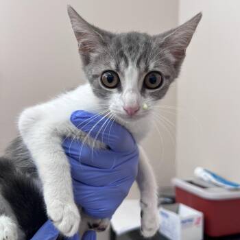 Skitter -  Domestic Short Hair Cat for Adoption in Kanab, Utah - Skitter | PetCurious